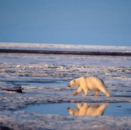 polarbear