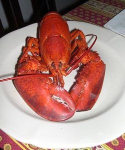 lobster1.jpg