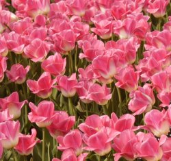 tulips2.jpg