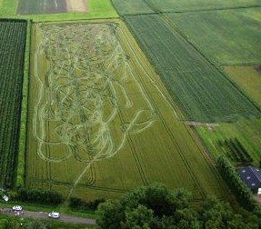 tilburg_cornfield.jpg