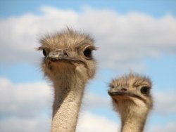 ostrich1.jpg