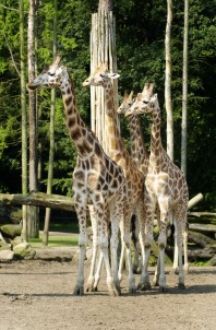 girafe1.jpg