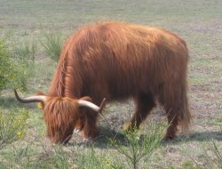 highland_cow.jpg