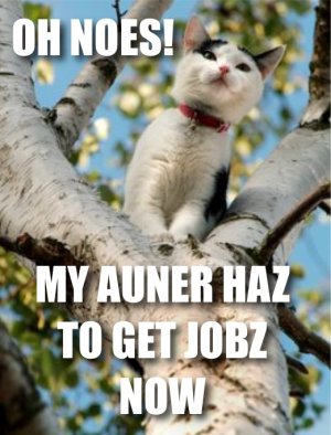 Cat up a tree