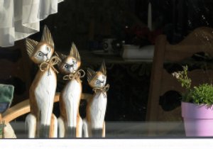window-cats