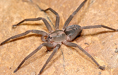 Big_spider