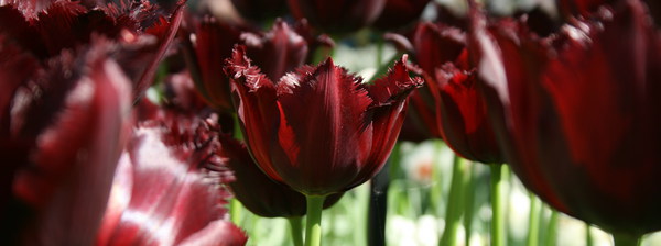 VG-tulip