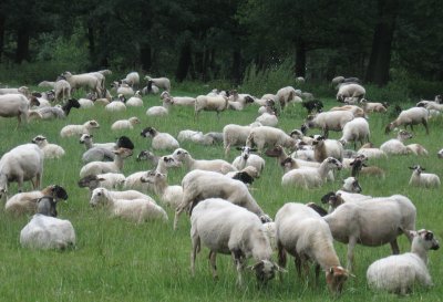Sheep-Brunssum