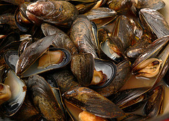 Mussels