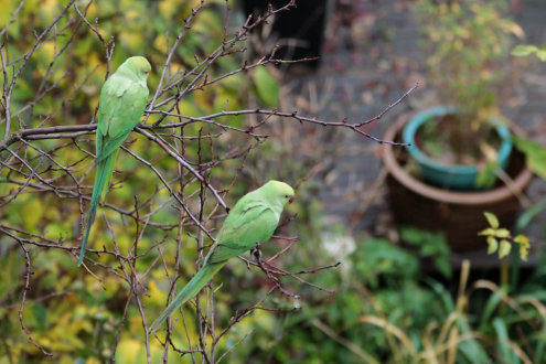 parakeets-amsterdam-branko-collin