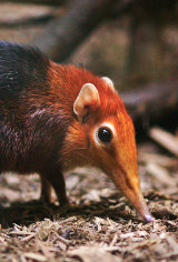 elephant-shrew-joey-makalintal