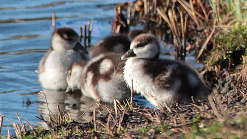 egyptian-goose-2-branko-collin