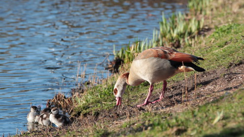 egyptian-goose-branko-collin