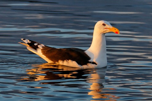 Black-backed