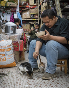 Chinese-cats