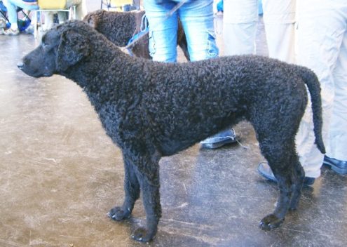 Curly_Coated_Retriever