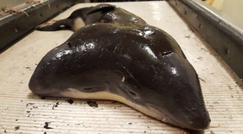 Two-headed-porpoise