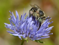 Anthophora_bimaculata_-_Jasione_montana_-_Tallinn