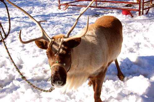 reindeer